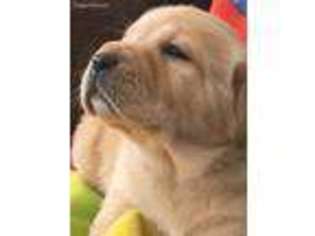 Labrador Retriever Puppy for sale in Big Timber, MT, USA
