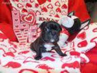 French Bulldog Puppy for sale in Hollister, MO, USA