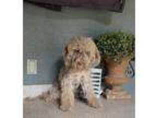 Goldendoodle Puppy for sale in Belleview, FL, USA