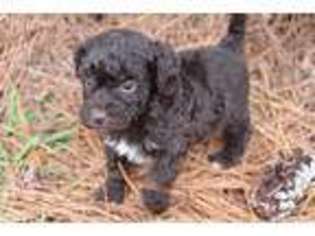 Labradoodle Puppy for sale in Kountze, TX, USA