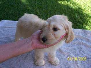 Goldendoodle Puppy for sale in Valrico, FL, USA