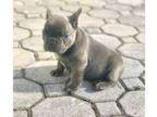 French Bulldog Puppy for sale in Uniondale, NY, USA