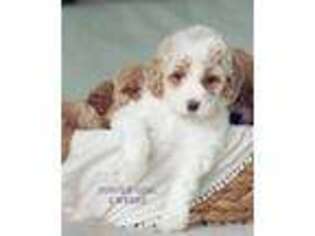 Goldendoodle Puppy for sale in Salem, UT, USA