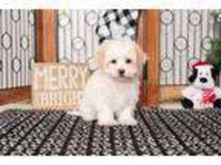 Shih-Poo Puppy for sale in Bonita Springs, FL, USA