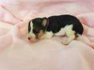 Mutt Puppy for sale in Albert City, IA, USA