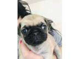 Pug Puppy for sale in Post Falls, ID, USA