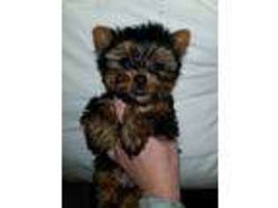 Yorkshire Terrier Puppy for sale in Englewood, CO, USA