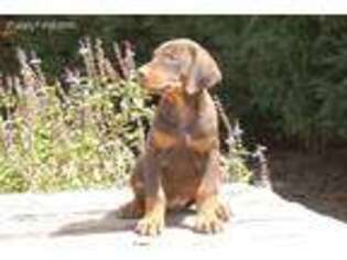 Doberman Pinscher Puppy for sale in Four Oaks, NC, USA