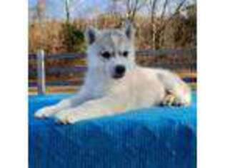 Siberian Husky Puppy for sale in De Soto, MO, USA