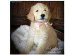 Goldendoodle Puppy for sale in Jasper, AR, USA