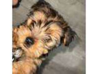 Yorkshire Terrier Puppy for sale in Stratford, CT, USA