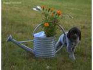 German Wirehaired Pointer Puppy for sale in Wilson, NY, USA