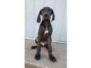 Great Dane Puppy for sale in Shickshinny, PA, USA