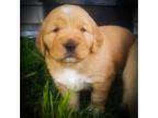 Golden Retriever Puppy for sale in Garland, ME, USA