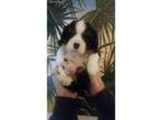 Cavalier King Charles Spaniel Puppy for sale in Folsom, CA, USA