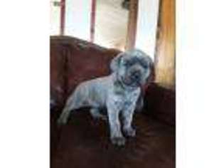 Cane Corso Puppy for sale in Cortez, CO, USA