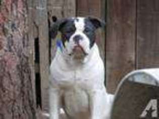 Alapaha Blue Blood Bulldog Puppy for sale in BAY POINT, CA, USA