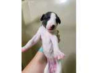 Whippet Puppy for sale in Jennings, OK, USA