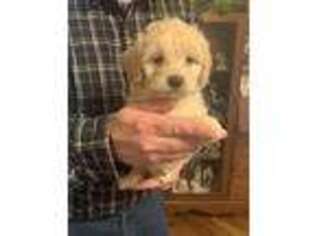 Goldendoodle Puppy for sale in Pedro, OH, USA