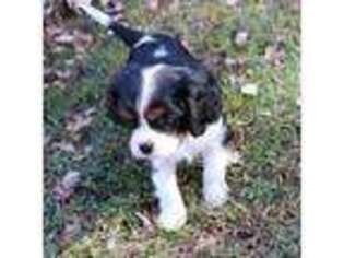 Cavalier King Charles Spaniel Puppy for sale in Harmony, NC, USA
