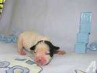 American Bulldog Puppy for sale in IRWIN, PA, USA