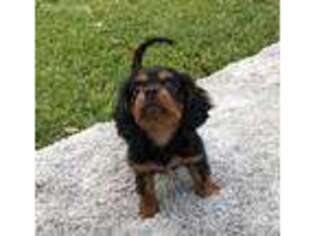 Cavalier King Charles Spaniel Puppy for sale in Lake Placid, FL, USA