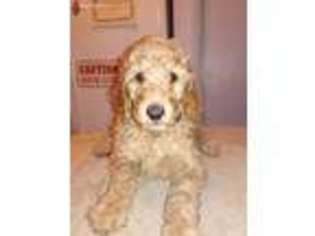 Mutt Puppy for sale in Conneaut, OH, USA