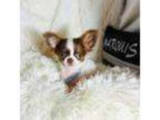 Chihuahua Puppy for sale in Purvis, MS, USA