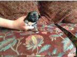 Mutt Puppy for sale in DUTTON, AL, USA
