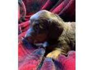 Dachshund Puppy for sale in Bonham, TX, USA