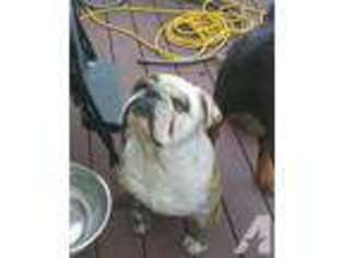 Bulldog Puppy for sale in BUCKLEY, WA, USA