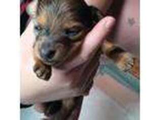 Dachshund Puppy for sale in Macon, MO, USA
