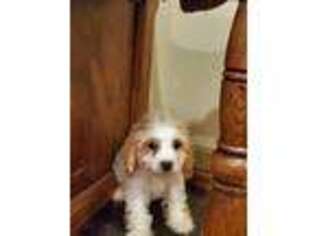 Cavapoo Puppy for sale in Pittsford, MI, USA