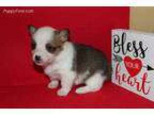Pembroke Welsh Corgi Puppy for sale in Springfield, MO, USA