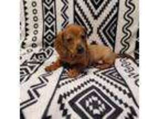 Dachshund Puppy for sale in Brevard, NC, USA