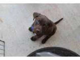 Labrador Retriever Puppy for sale in Hendersonville, TN, USA