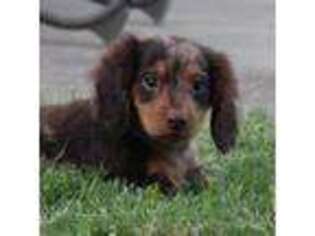 Dachshund Puppy for sale in Mountain Home, AR, USA