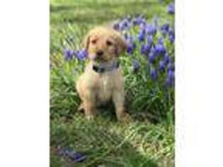 Labradoodle Puppy for sale in Thayer, MO, USA