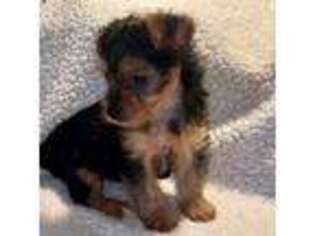 Yorkshire Terrier Puppy for sale in Greeley, CO, USA