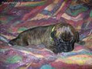 Great Dane Puppy for sale in Bend, OR, USA