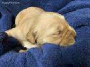 Golden Retriever Puppy for sale in Minden, LA, USA
