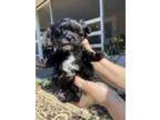 Mutt Puppy for sale in Casselberry, FL, USA