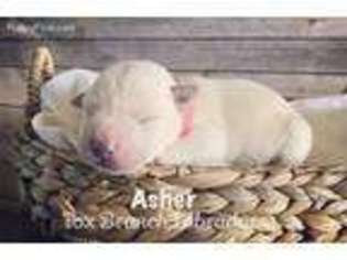 Labrador Retriever Puppy for sale in Loxley, AL, USA