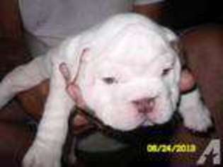 Bulldog Puppy for sale in BOKCHITO, OK, USA