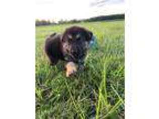 German Shepherd Dog Puppy for sale in Blanchester, OH, USA