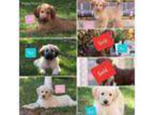 Labradoodle Puppy for sale in Hooper, UT, USA