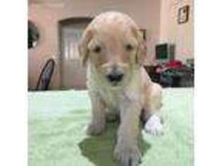 Goldendoodle Puppy for sale in Chandler, AZ, USA