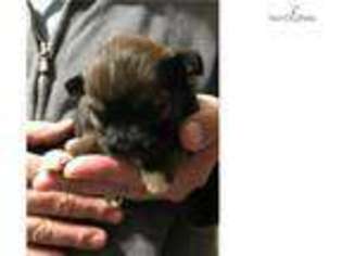 Lhasa Apso Puppy for sale in Boston, MA, USA