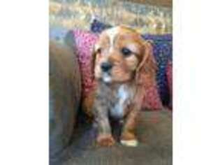 Cavalier King Charles Spaniel Puppy for sale in Moravia, NY, USA