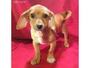 Beagle Puppy for sale in Atlanta, GA, USA